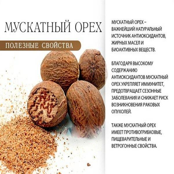Мускатный орех - приправа: куда добавляют, в какие блюда