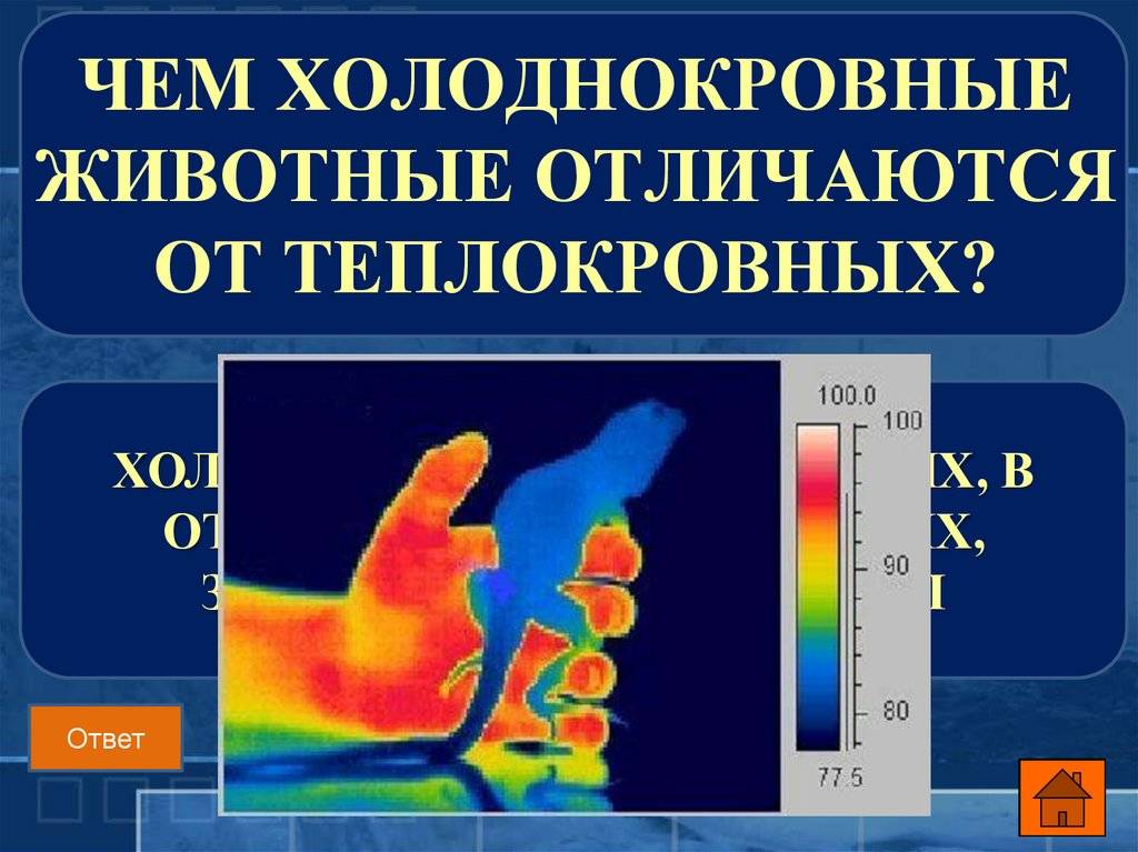 Разница между хладнокровными и теплокровными животными - разница между - 2024