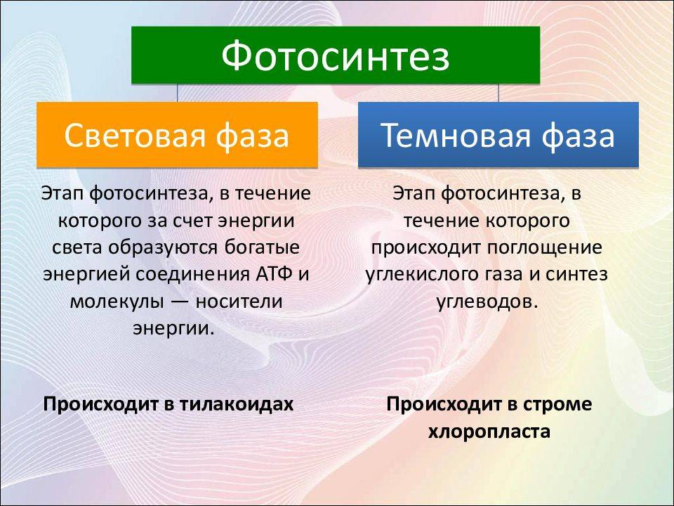 Различие фотосинтеза и хемосинтеза