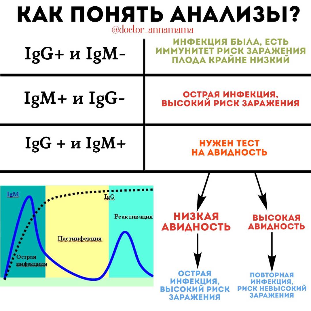 Антитела/иммуноглобулины: igg, igm, анализы, что значат