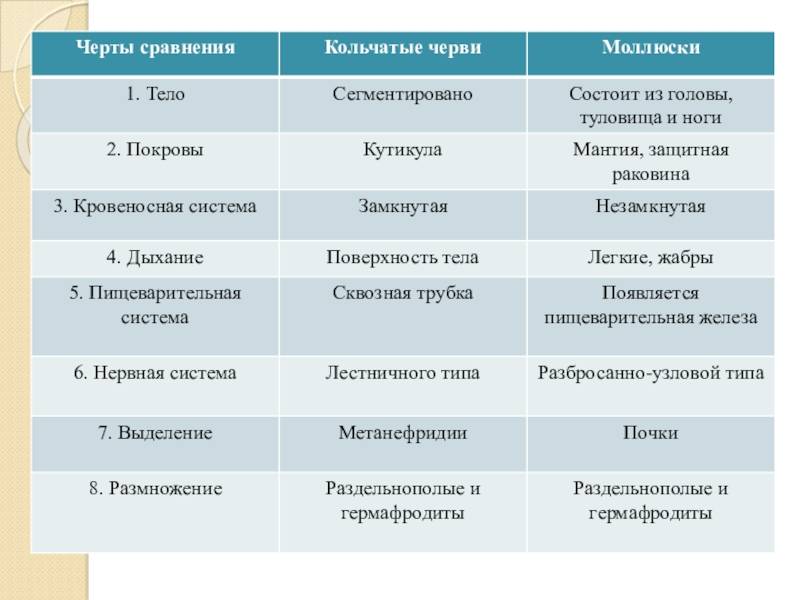 Разница между моллюсками и червями