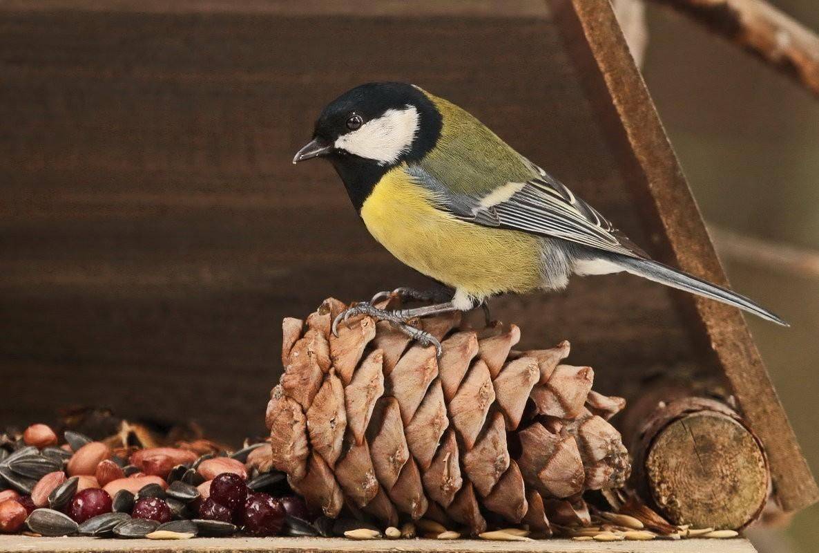 Чем кормить синиц зимой: список продуктов | дача