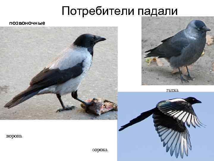 Чем отличается сорока от вороны: сравнение внешних признаков и поведения