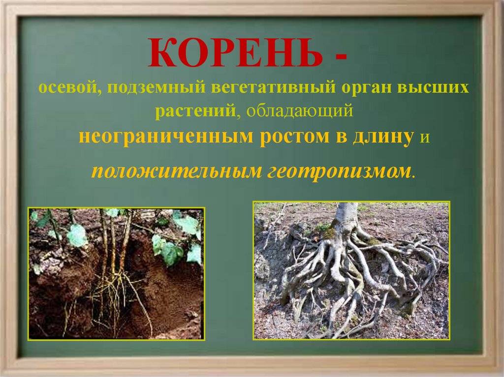 ᐉ чем корневище отличается от корня, различать корень - krepmaster-surgut.ru