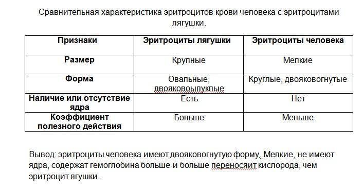 Гемоглобину эритроцитов человека и лягушки