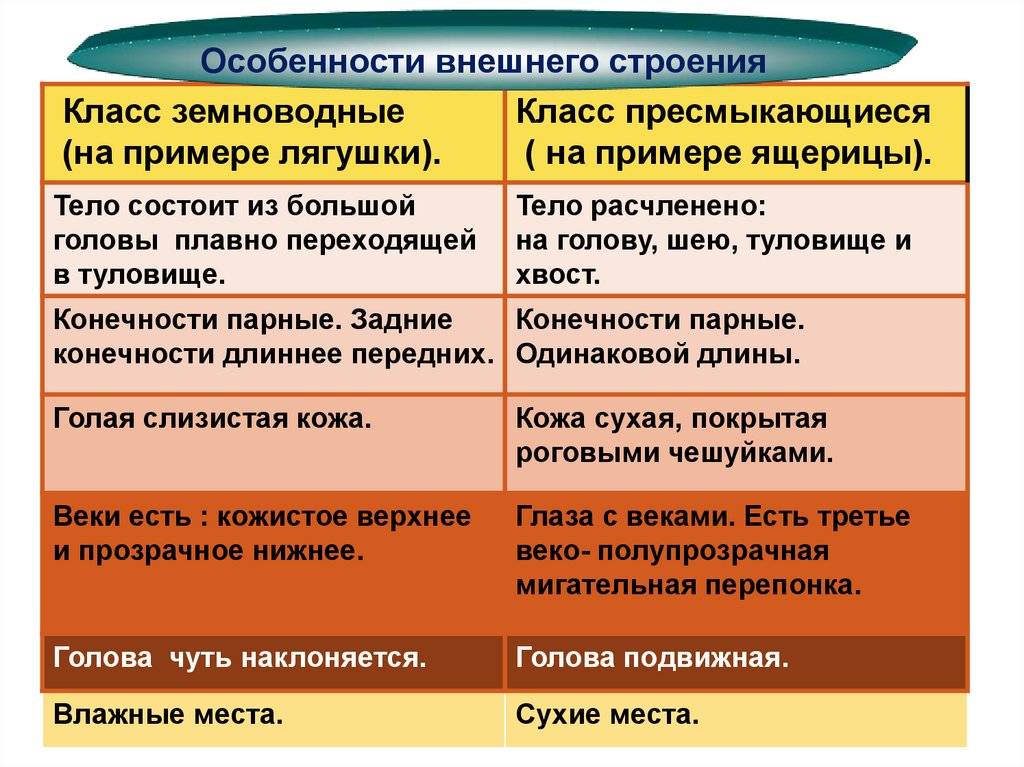 Амфибия против рептилий - разница и сравнение