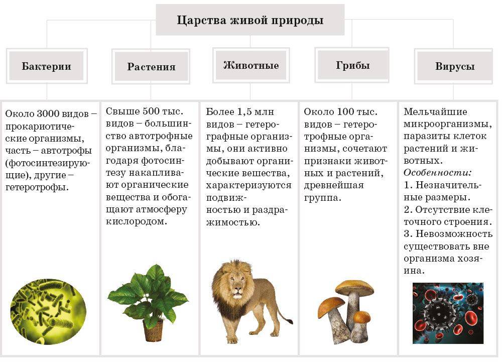 Общая характеристика царства грибы. строение, питание и размножение грибов