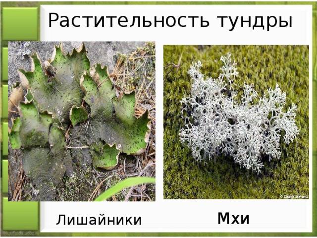 Лишайники⭐️, биология, 5 класс6 общая характеристика, описание, строение лишайников