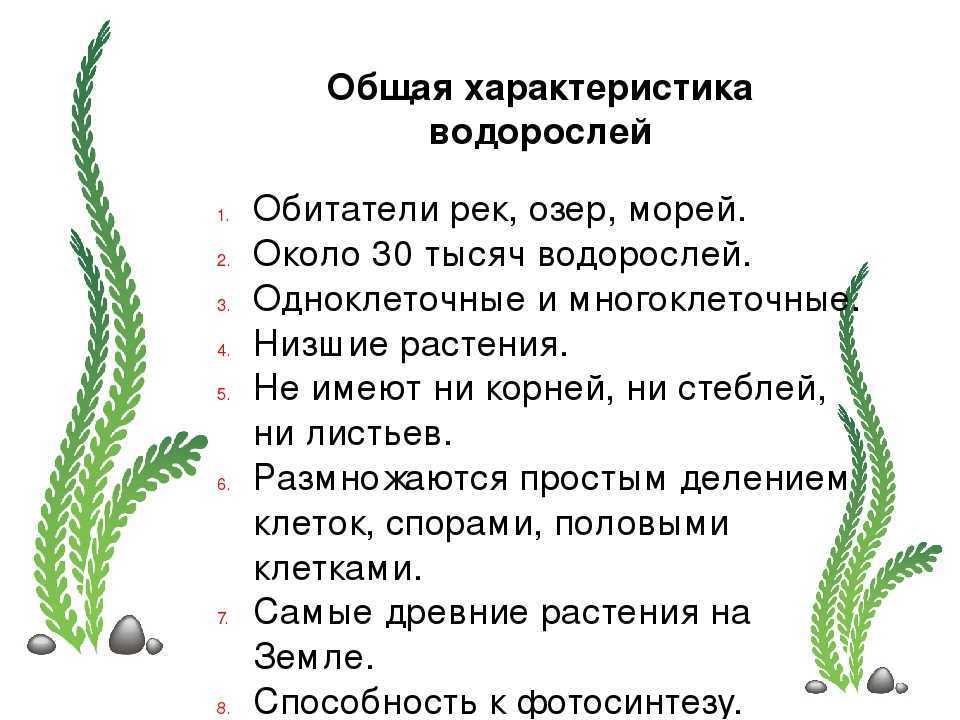 Разница между водорослями и мхом (с таблицей)