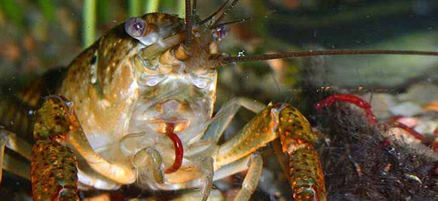 Чем питаются речные раки в природе — ribnydom.ru