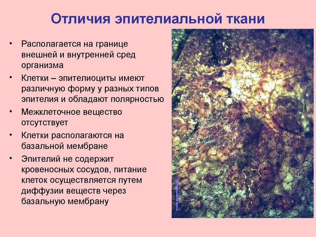 Разница между эпителиальной тканью и соединительной