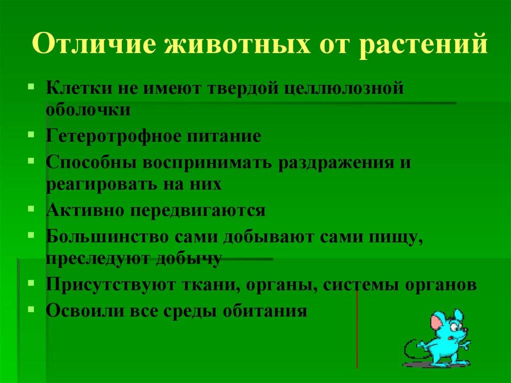 Разница между растениями и животными | сравните разницу между похожими терминами - наука - 2024