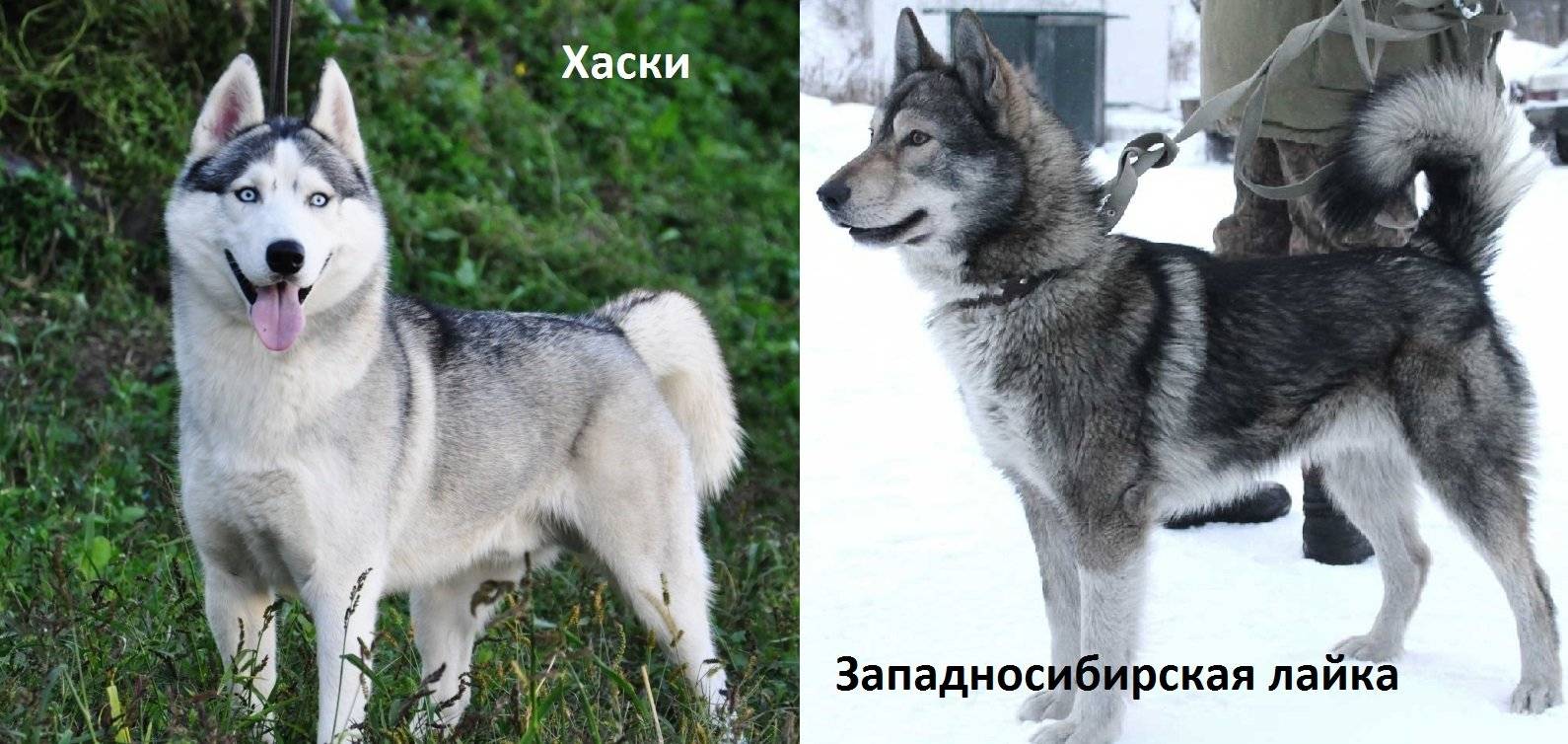 Чем хаски отличается от лайки?