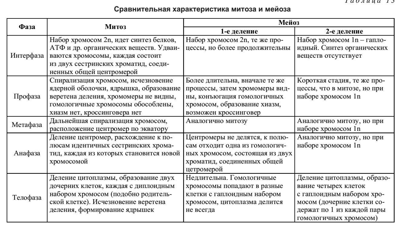Митоз и мейоз – кратко и понятно об отличиях