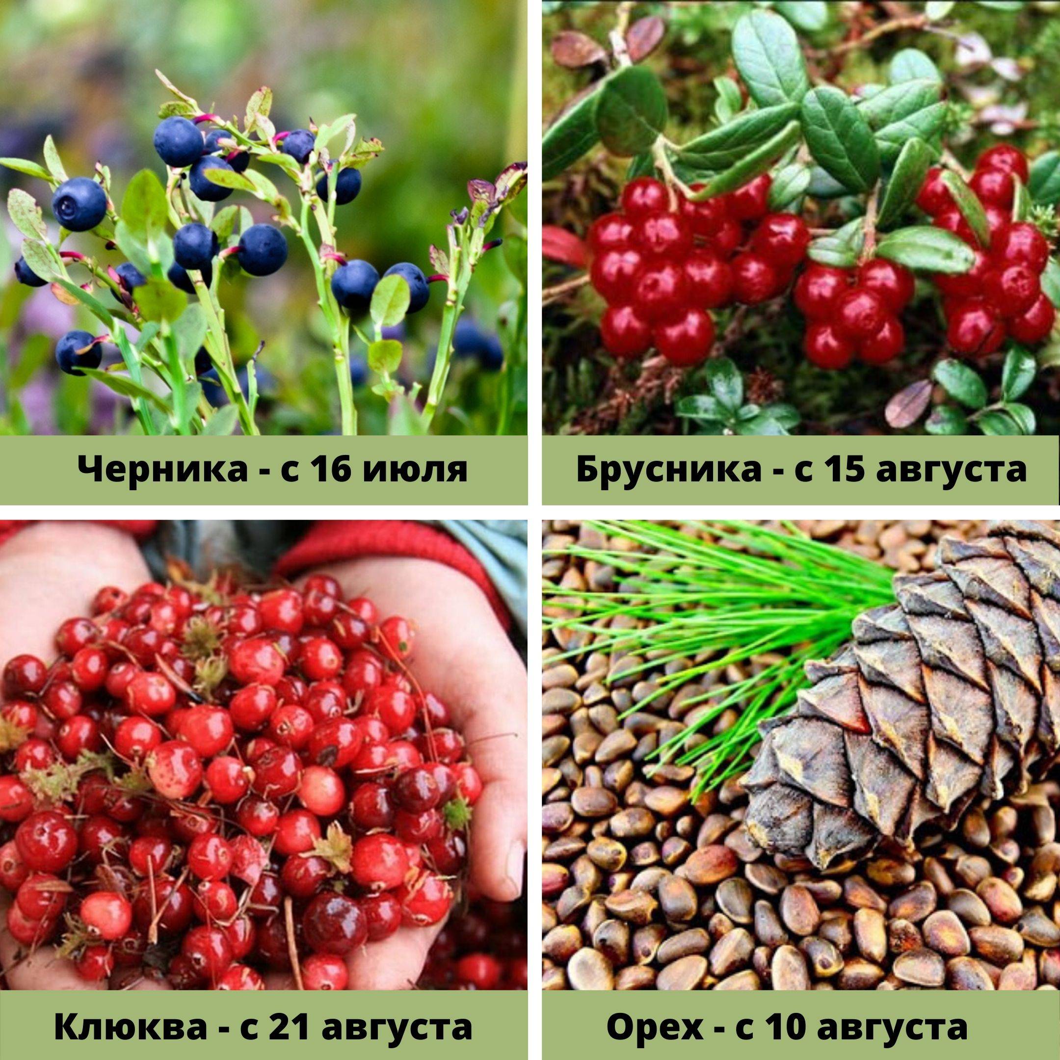 Клюква и брусника отличия внешние