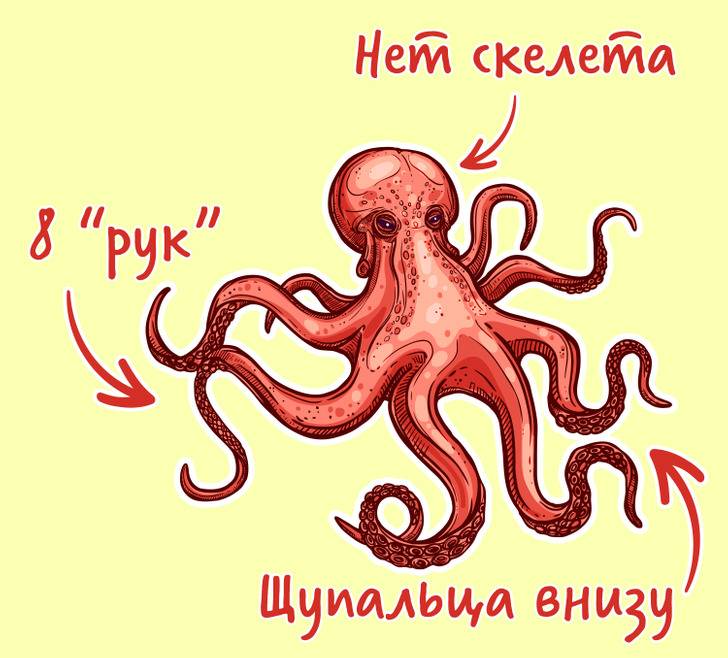 Разница между кальмаром и осьминогом - разница между - 2024