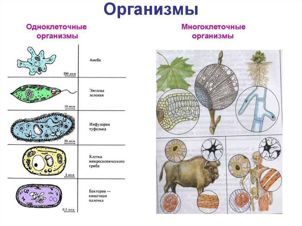 Одноклеточные, колониальные и многоклеточные организмы