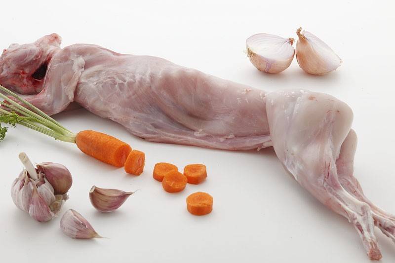 Чем отличается заяц от кролика: в чем разница, можно ли скрещивать