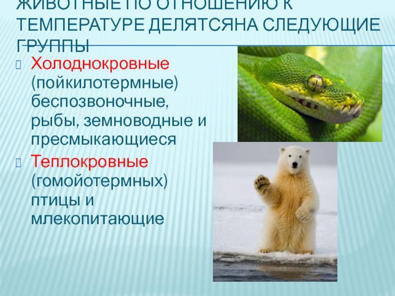 Хладнокровные и теплокровные животные, что отличает их друг от друга