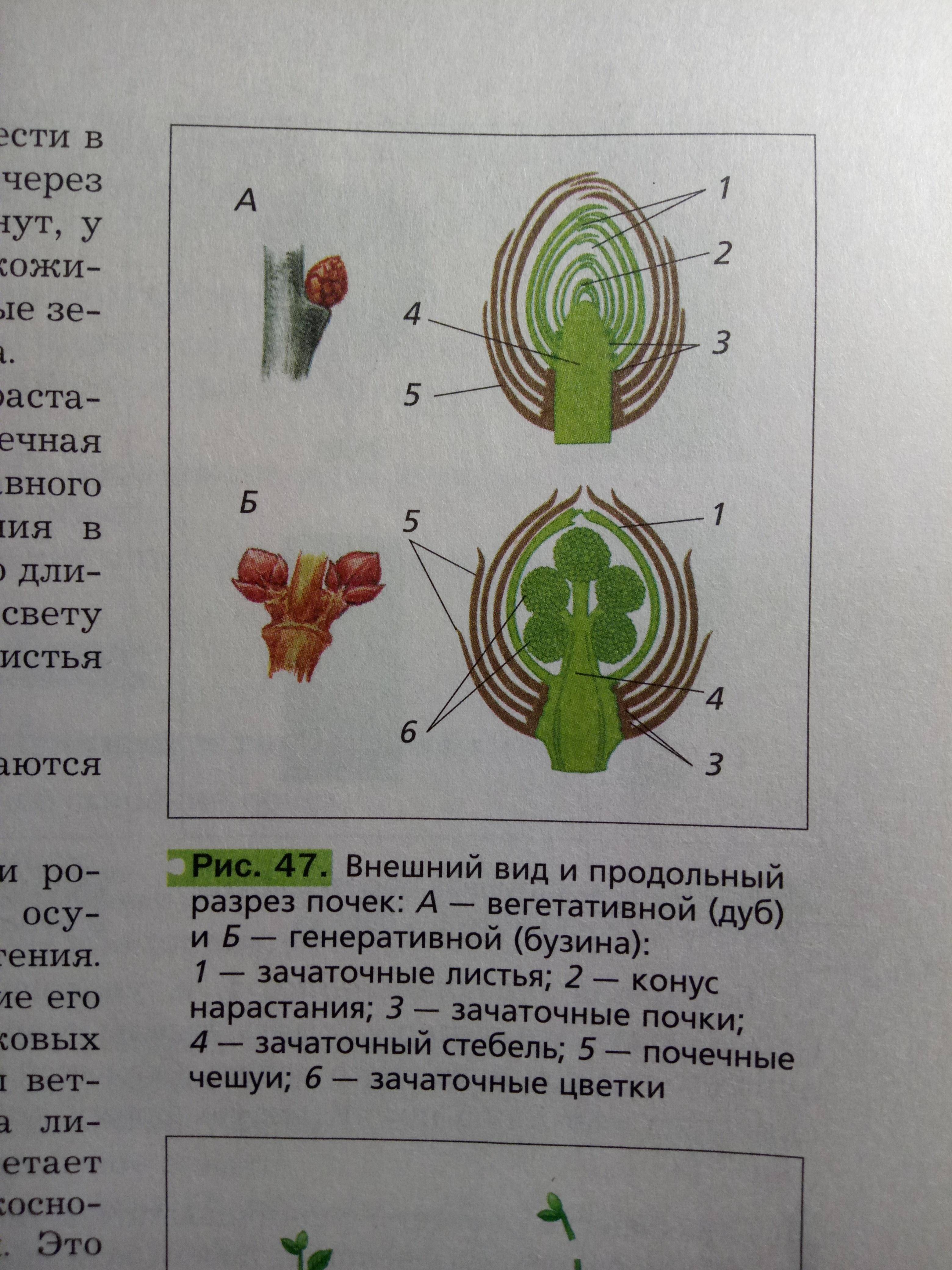 Чем отличаются генеративные почки от вегетативных? - univerkov - образовательный сайт