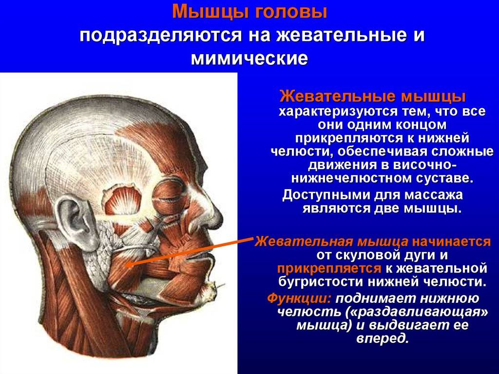 Мышечный аппарат - med24info.com