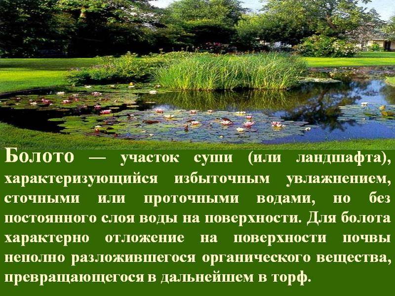 Какая разница между озером и прудом?