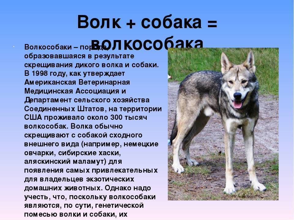 Чем отличаются волки от собак: в чем разница по внешности и размерам