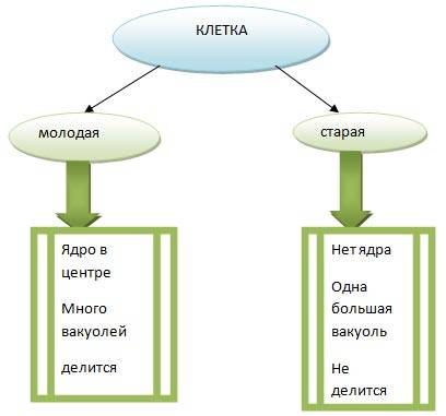 Чем отличается молодая клетка от старой? обзор основных различий и их последствия