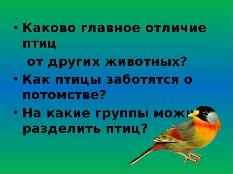 Чем птицы отличаются от животных - domkolgotok.ru