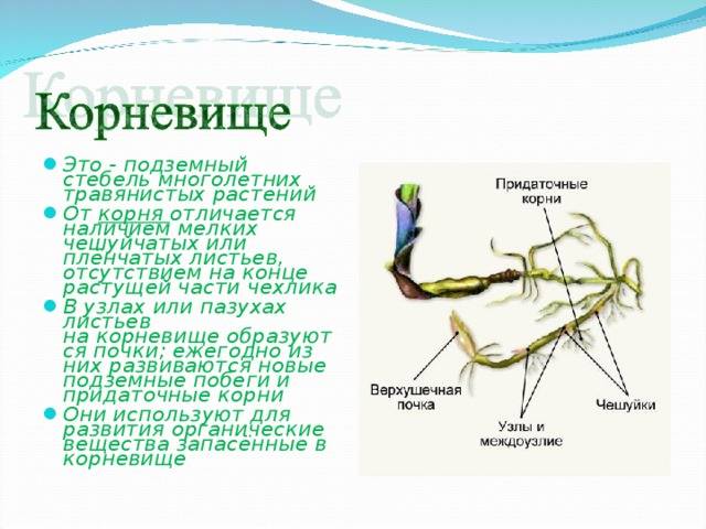 В чем отличия между корневищем и корнем, есть ли разница и сравнение. корневища - это подземные видоизменения побега