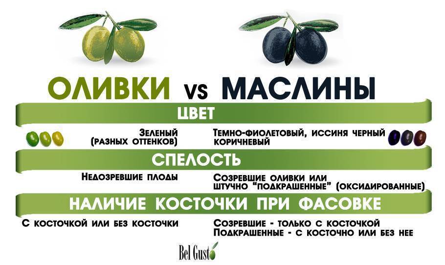Зеленые маслины и черные оливки — в чем разница