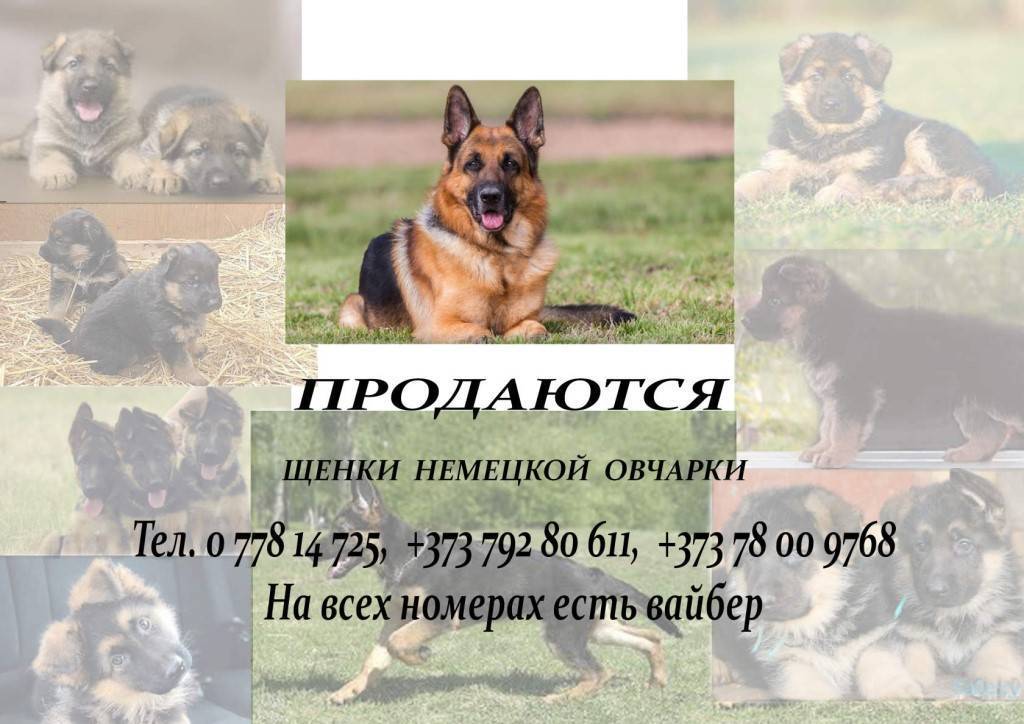 Как выбрать немецкую овчарку, советы профессионалов