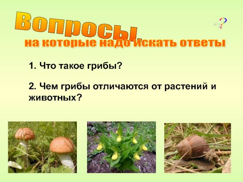 Классификация организмов. вирусы. бактерии. грибы. лишайники.