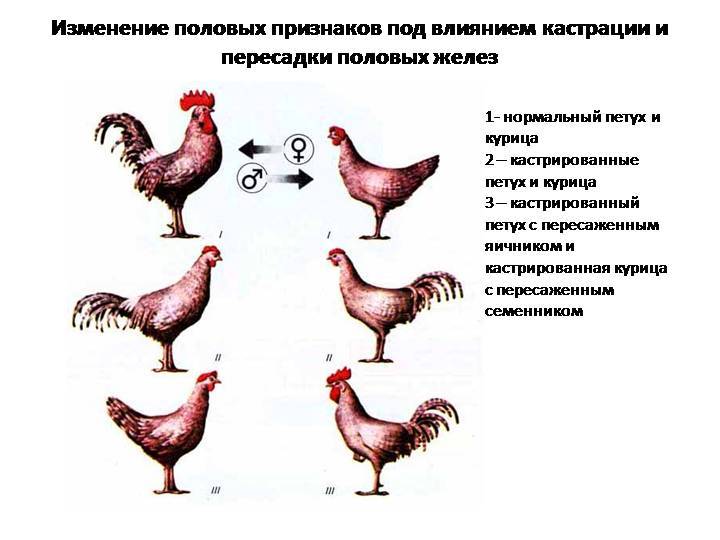 Как отличить петуха от курицы: в чем разница у цыплят, способы определения