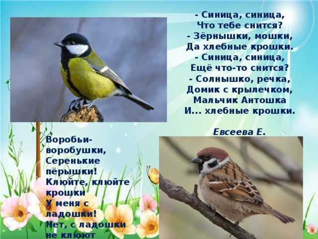 Разница между воробьем и синицей