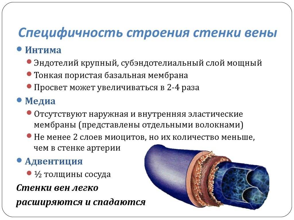 Кровеносные сосуды человека ️ основные виды, особенности строения, классификация, функции и отличия вен, артерий и капилляров, функциональных групп