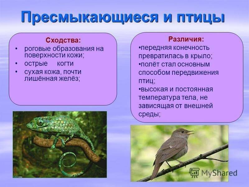 Птицы подпадают под категорию животных?