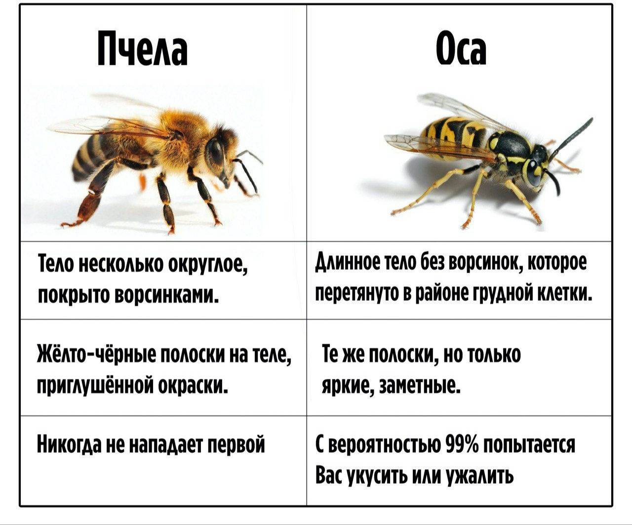 Чем отличается оса от пчелы: описание, внешний вид, образ жизни, поведение, укусы, опасность