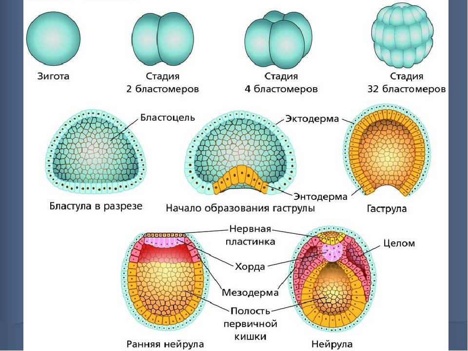 Разница между эмбрионом плода гамет и зиготой - разница между - 2024