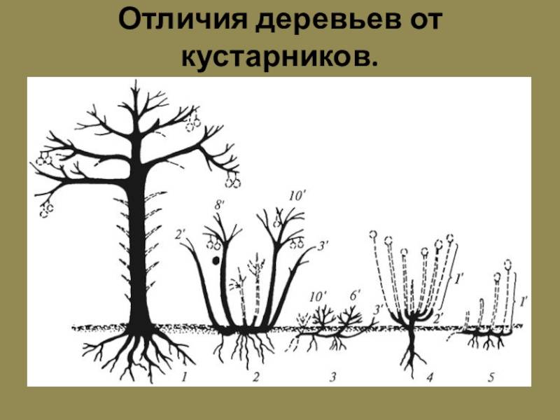 Чем кустарники отличаются от деревьев: характеристики растений, отличия в строении, местах обитания, сроках жизни