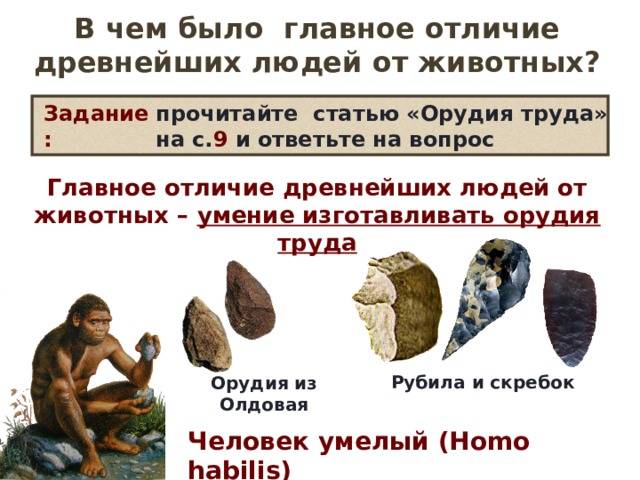 Верю – не верю: правда ли человек произошел от обезьян | рбк тренды