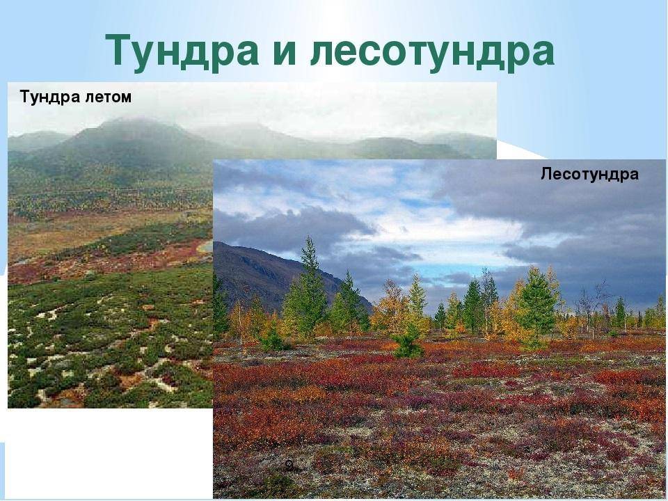 Разница между тайгой и тундрой: основные отличия