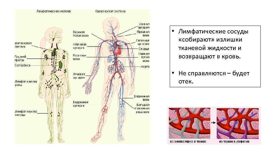 Чем кровь отличается от лимфы | в чем разница