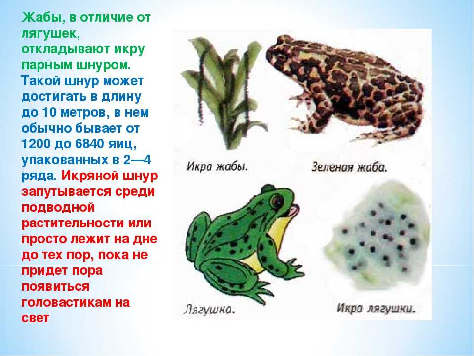 Сравнение лягушки и жабы: сходство и различия