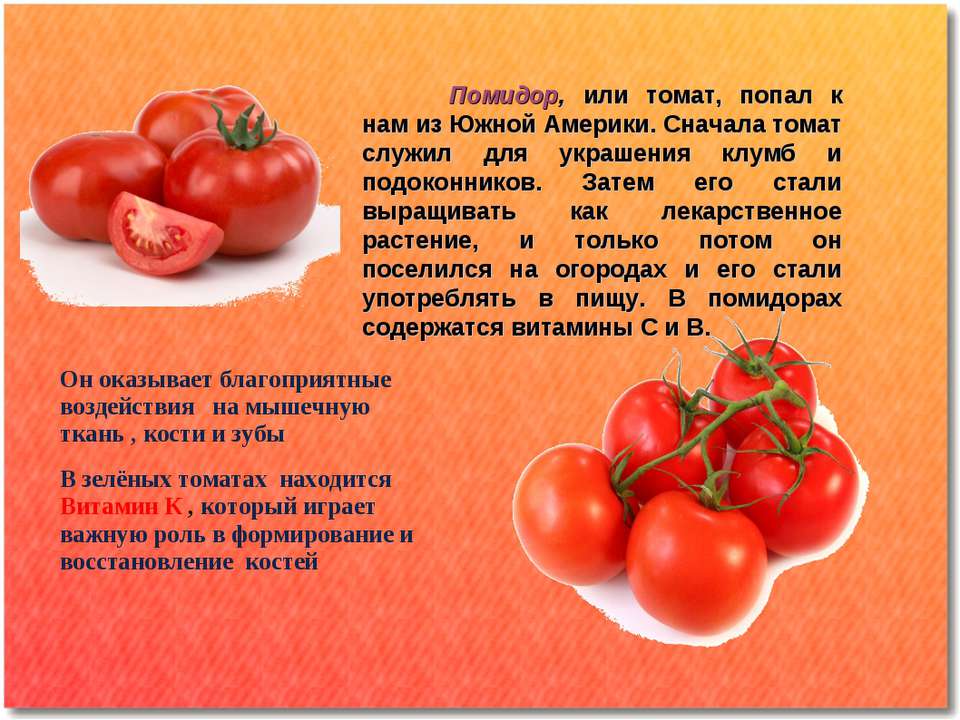 Чем томат отличается от помидора и есть ли разница | в чем разница
