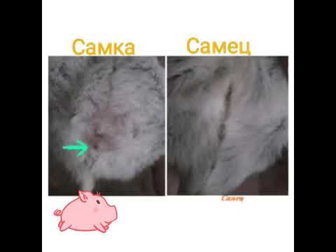 Секрет пола джунгарского хомячка: кто же перед вами?