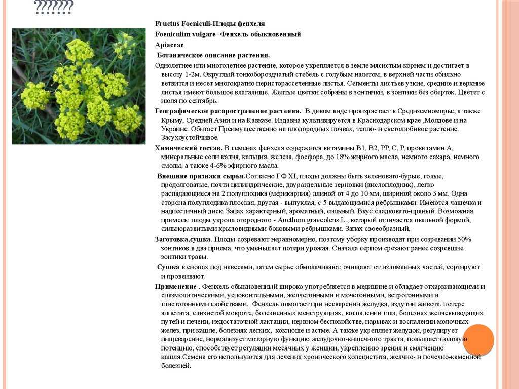 Чем отличается фенхель от укропа | методы и средства лечения болезней