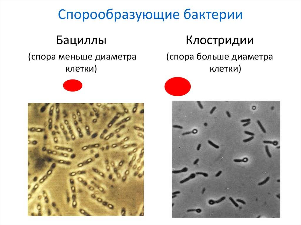 Спора бактериальная | справочник пестициды.ru