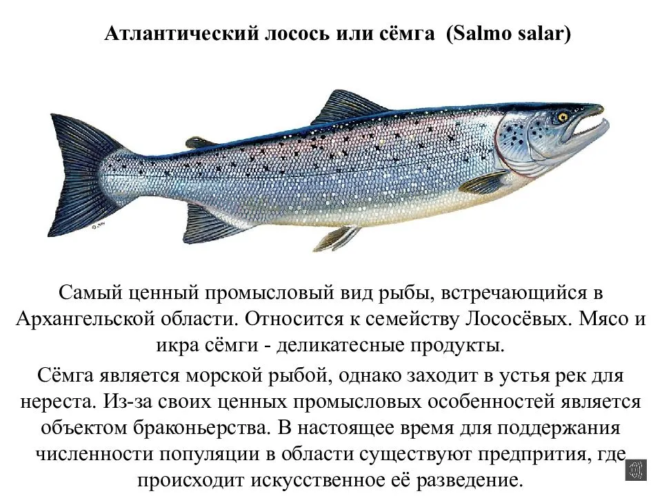 Какая рыба полезнее форель или семга или лосось