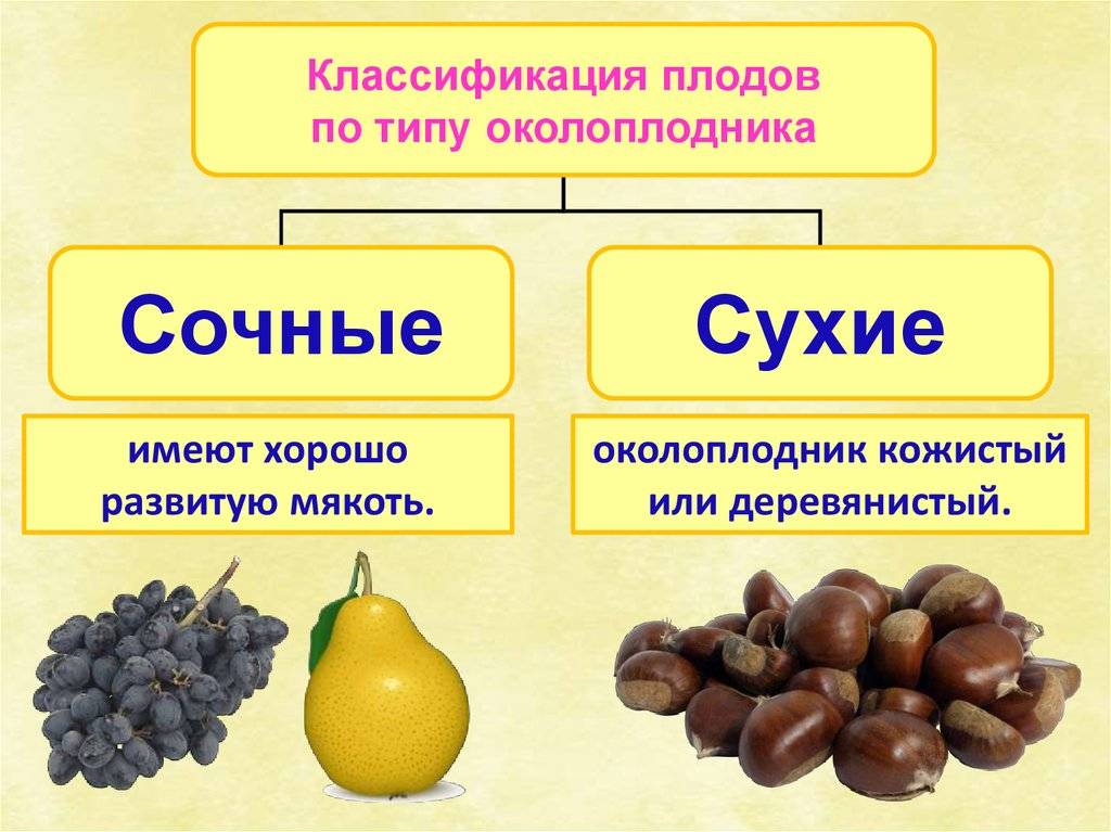 Строение плода растений. распространение семян и их значение